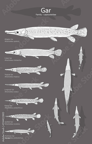 Hand drawn vector set of Gar fish.