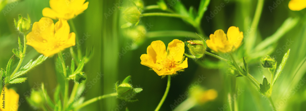 Obraz premium Blooming yellow buttercup flowers in a meadow or field close-up. Ranunculus acris on the lawn in the park in summer. Banner. Selective focus 