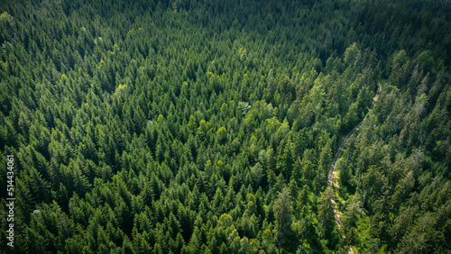 Aerial top view of summer green trees in the forest. Forest from a bird's eye view. Drone photo.