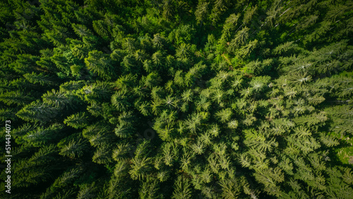 Aerial top view of summer green trees in the forest. Forest from a bird s eye view. Drone photo.