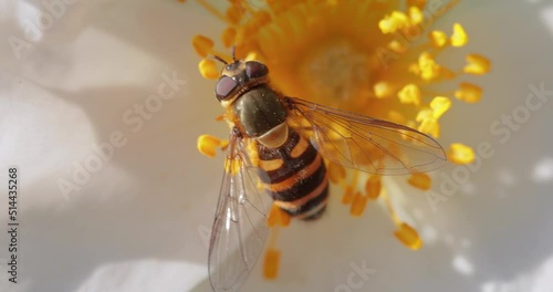 Hoverflies, flower flies or syrphid flies, insect family Syrphidae.They disguise themselves as dangerous insects wasps and bees.The adults of many species feed mainly on nectar and pollen flowers. photo