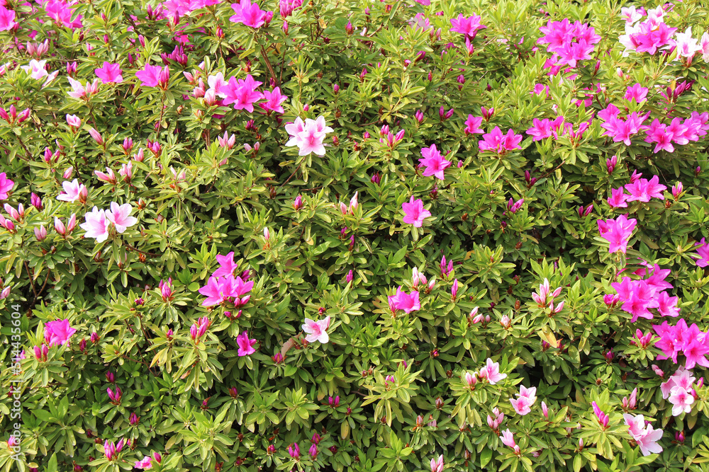 blooming bush in osaka (japan)