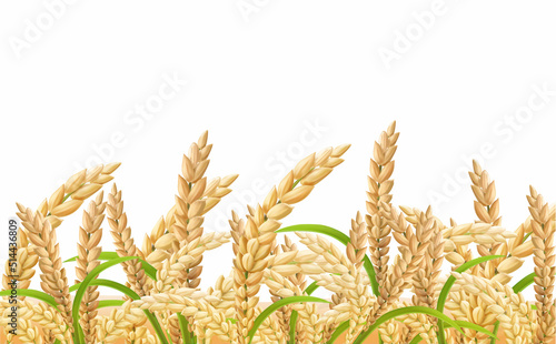 Rice field, realistic ears of a rice on transparent background,