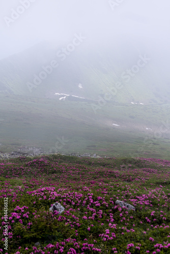 Fototapeta Naklejka Na Ścianę i Meble -  Chornohora Ridge in the mist