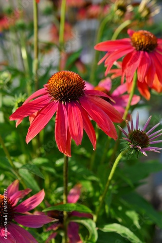 ムラサキバレンギク（紫馬簾菊）赤