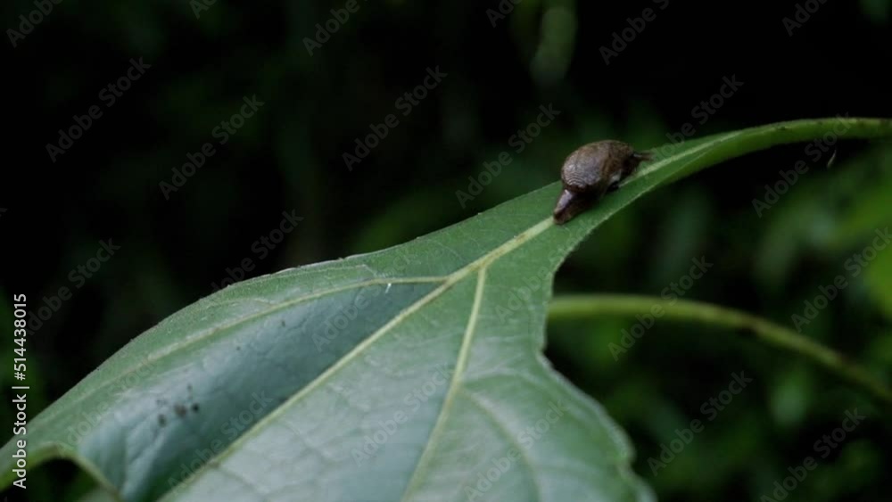Close up shot of brown baby snail resting on leaf in middle rain forest of Indonesia Close up shot of brown baby snail resting on leaf in middle rain forest of Indonesia