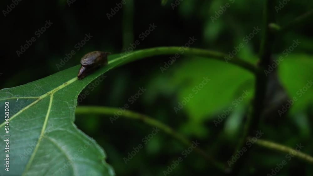 Close up shot of brown baby snail resting on leaf of a plant in deep jungle of Indonesia Close up shot of brown baby snail resting on leaf of a plant in deep jungle of Indonesia