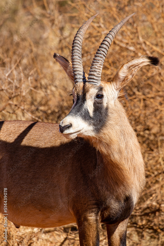 Roan Antelope bull, Game farm, South Africa Roan Antelope bull, Game farm, South Africa