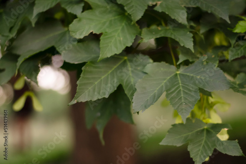 green leaves on the tree