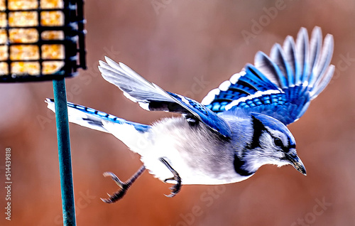 Photo Bluejay Flying Away From A Suet Feeder
