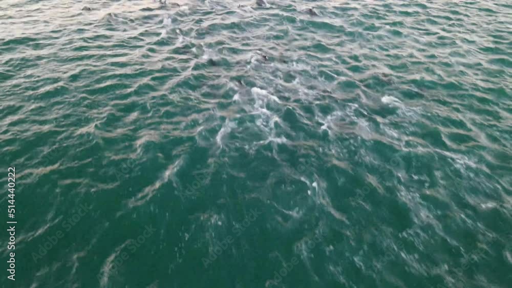 Aerial view of dolphins swimming in the open water along the coast, Hout Bay, Cape Town, South Africa.