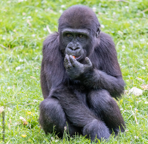 gorilla eating © SR7 Photo