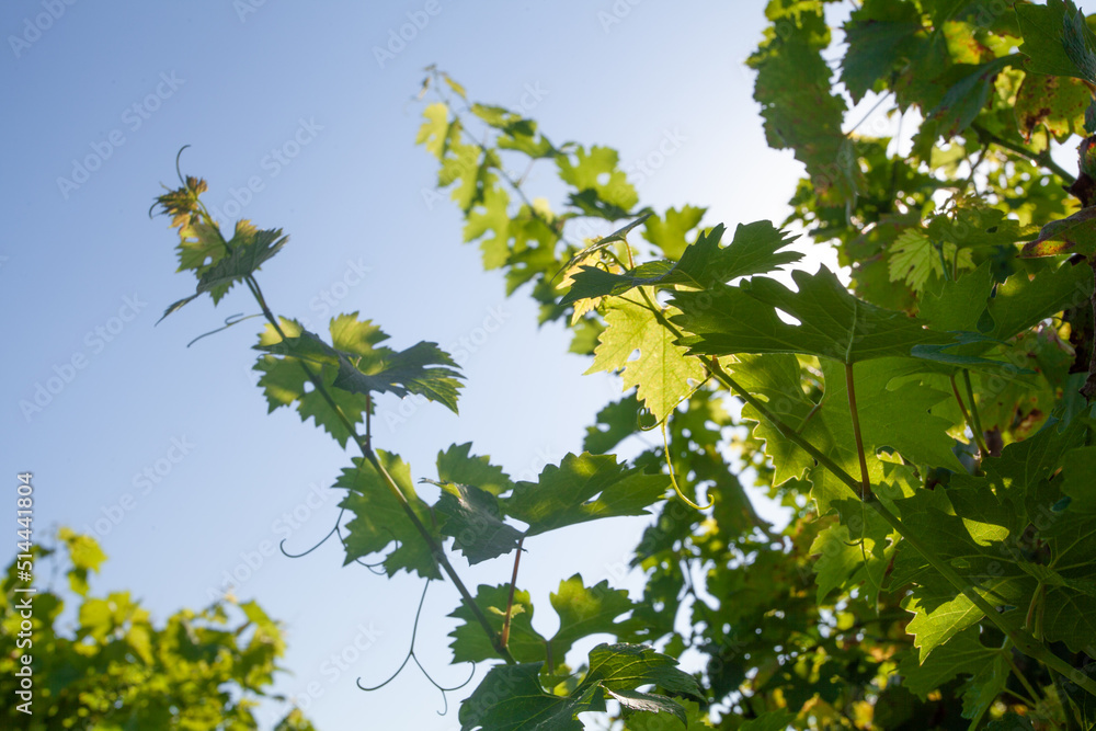 Spring green vine leaves against blue sky background Spring green vine leaves against blue sky background