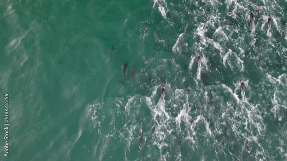 Aerial view of dolphins swimming in the open water along the coast, Hout Bay, Cape Town, South Africa. Aerial view of dolphins swimming in the open water along the coast, Hout Bay, Cape Town, South Africa.