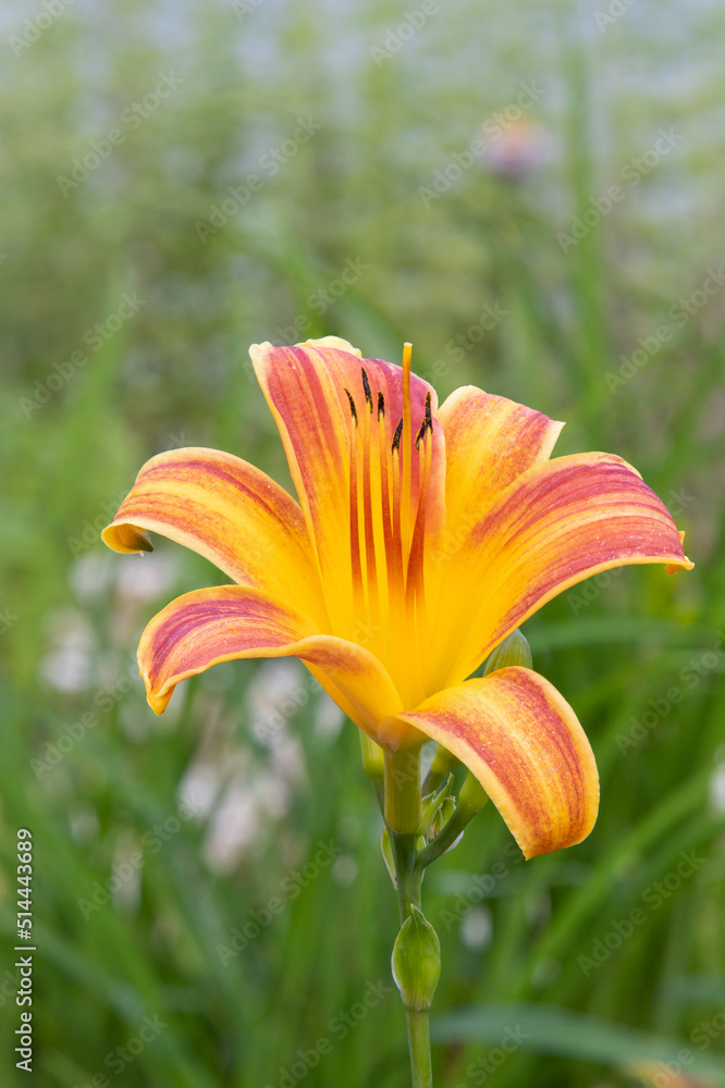 Everyday-lily red ribs (Hemerocallis 'Red Ribs') orange and yellow flower Everyday-lily red ribs (Hemerocallis 'Red Ribs') orange and yellow flower