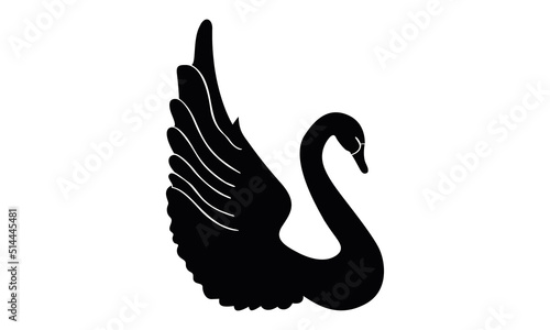 black swan on white background