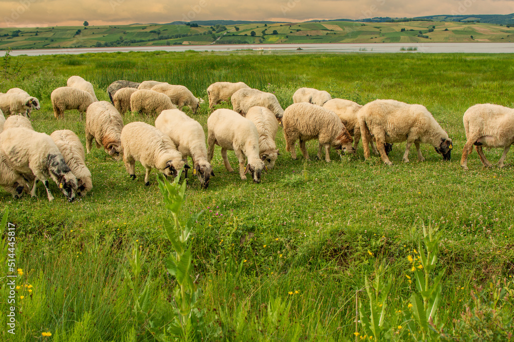 Sheeps in a meadow on green grass at sunset. Portrait of sheep. Flock of sheep grazing by the lake.