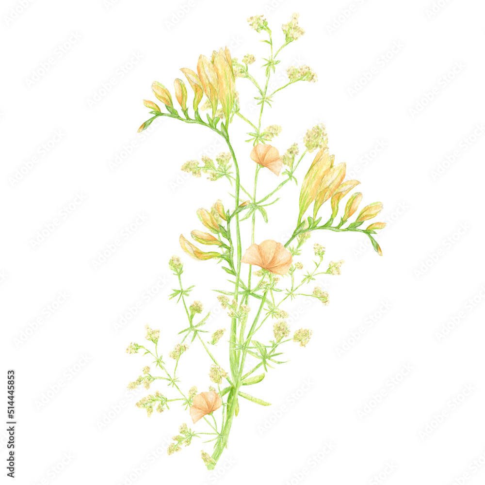 Watercolor wild meadow bouquet, green herbal composition illustration, cereal wild plants, floral hand drawn spring summer natural herbs isolated on white background