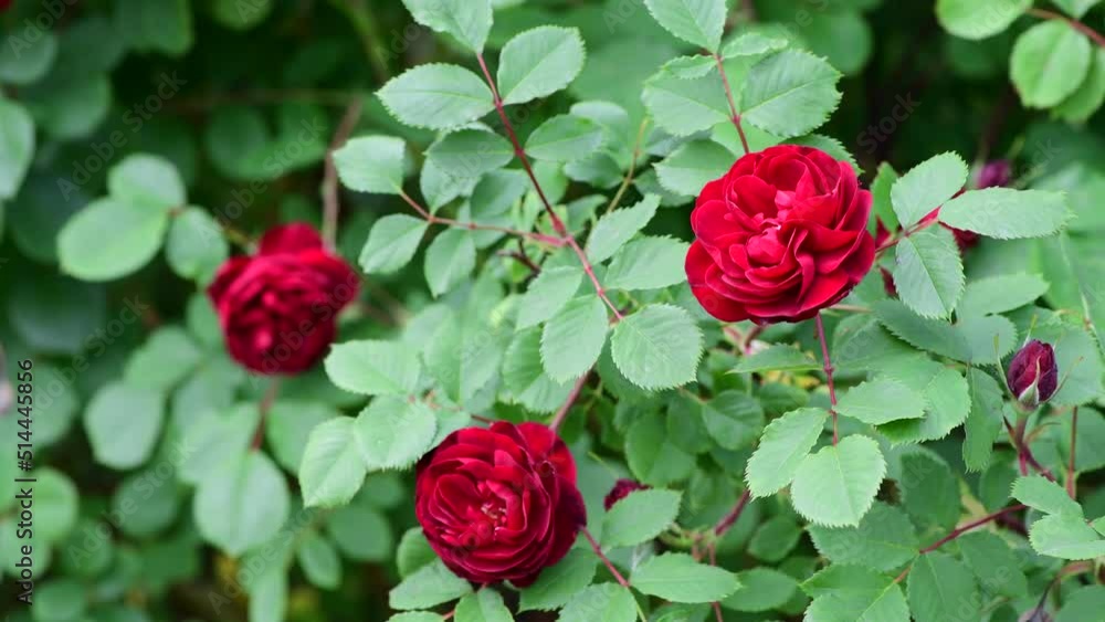 Nice big rose flowers with bokeh nature flora gardening macro 4k video, summer blooming and relax Nice big rose flowers with bokeh nature flora gardening macro 4k video, summer blooming and relax