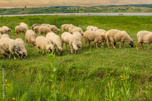 Sheeps in a meadow on green grass at sunset. Portrait of sheep. Flock of sheep grazing by the lake.