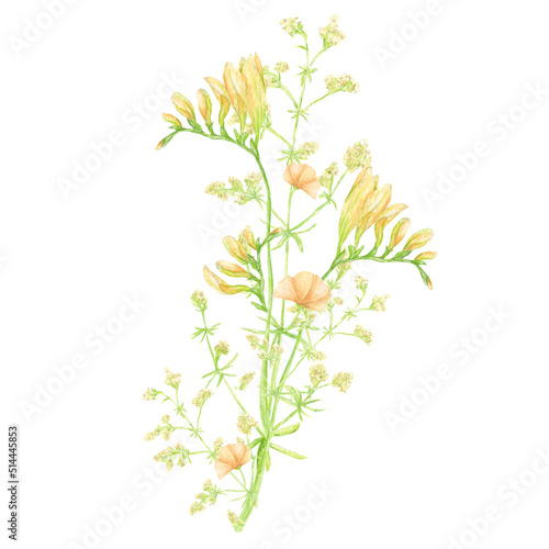 Watercolor wild meadow bouquet  green herbal composition illustration  cereal wild plants  floral hand drawn spring summer natural herbs isolated on white background