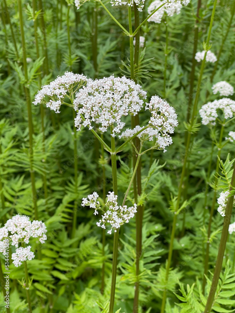 Valerian, Valeriana officinalis Valerian, Valeriana officinalis
