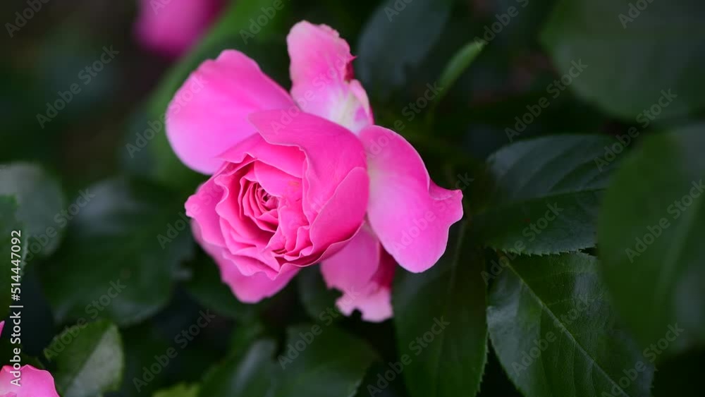Nice big rose flowers with bokeh nature flora gardening macro 4k video, summer blooming and relax Nice big rose flowers with bokeh nature flora gardening macro 4k video, summer blooming and relax
