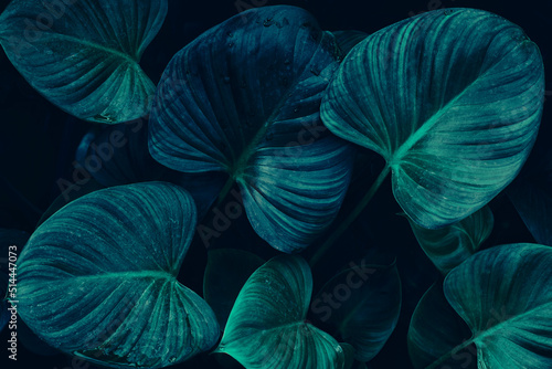 Fotografia Tropical Foliage Texture Background