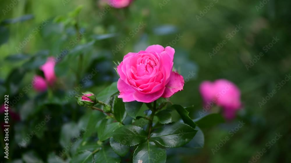 Nice big rose flowers with bokeh nature flora gardening macro 4k video, summer blooming and relax Nice big rose flowers with bokeh nature flora gardening macro 4k video, summer blooming and relax
