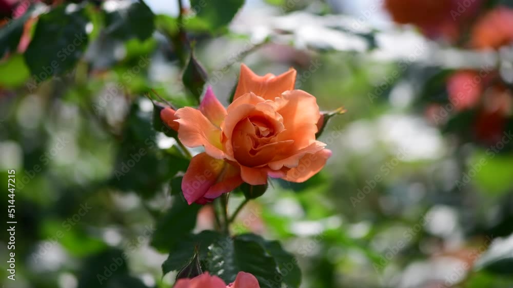 Nice big rose flowers with bokeh nature flora gardening macro 4k video, summer blooming and relax Nice big rose flowers with bokeh nature flora gardening macro 4k video, summer blooming and relax