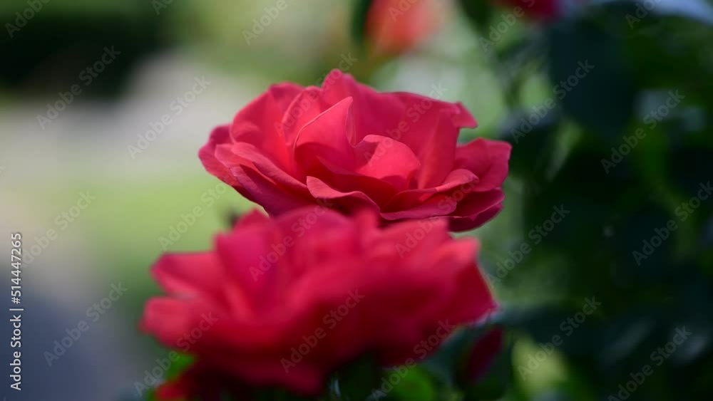 Nice big rose flowers with bokeh nature flora gardening macro 4k video, summer blooming and relax Nice big rose flowers with bokeh nature flora gardening macro 4k video, summer blooming and relax