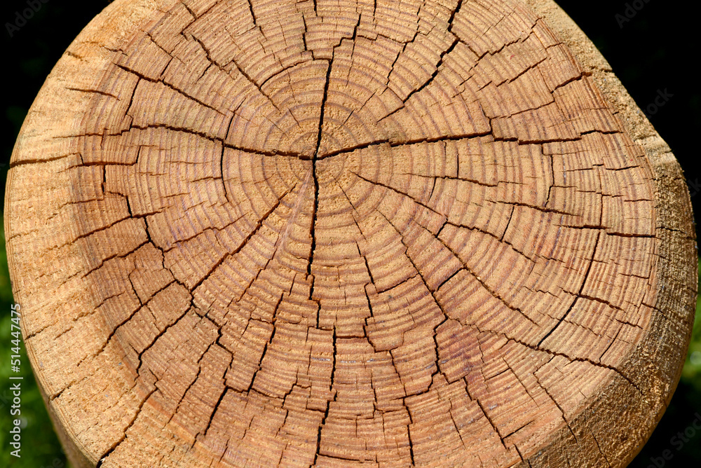 Fototapeta premium Annual rings