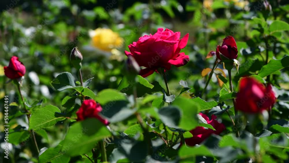 Nice big rose flowers with bokeh nature flora gardening macro 4k video, summer blooming and relax Nice big rose flowers with bokeh nature flora gardening macro 4k video, summer blooming and relax