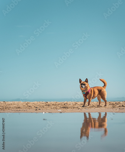 Dog Running On Beach Against Clear Sky © vincent ybanez/EyeEm