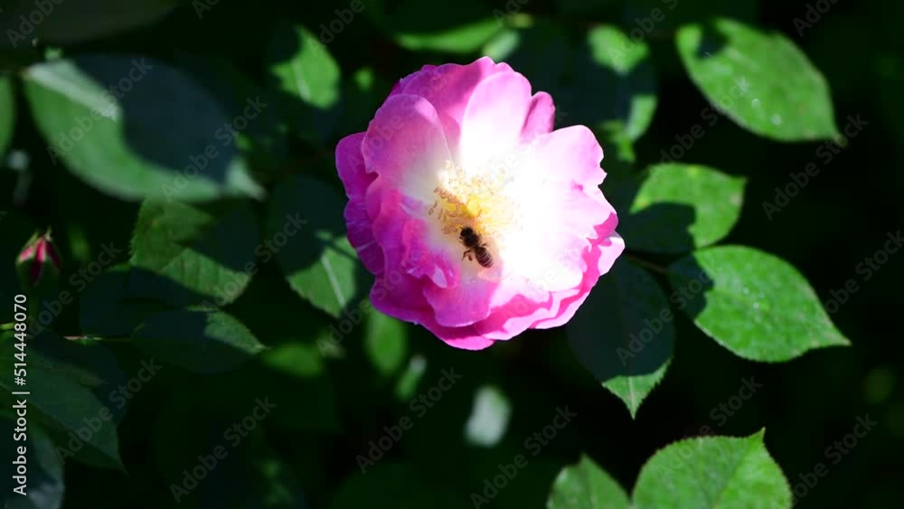 Nice big rose flowers with bokeh nature flora gardening macro 4k video, summer blooming and relax Nice big rose flowers with bokeh nature flora gardening macro 4k video, summer blooming and relax