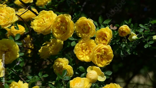 Nice big rose flowers with bokeh nature flora gardening macro 4k video, summer blooming and relax