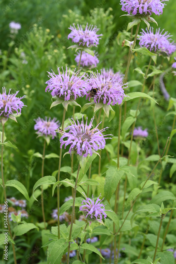 Indian nettle, monarda, didyma Indian nettle, monarda, didyma