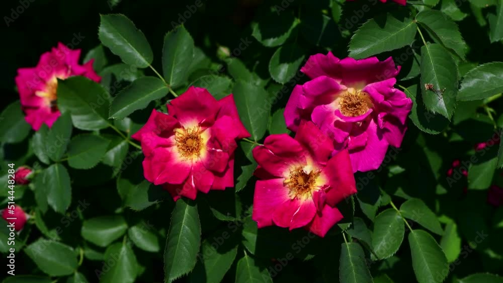 Nice big rose flowers with bokeh nature flora gardening macro 4k video, summer blooming and relax Nice big rose flowers with bokeh nature flora gardening macro 4k video, summer blooming and relax