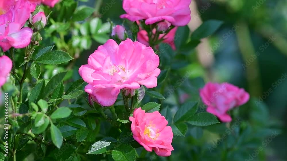 Nice big rose flowers with bokeh nature flora gardening macro 4k video, summer blooming and relax Nice big rose flowers with bokeh nature flora gardening macro 4k video, summer blooming and relax