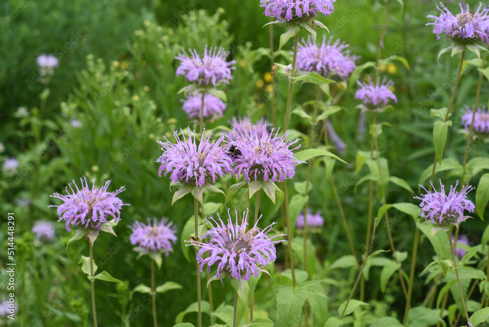 Fototapeta premium Indian nettle, monarda, didyma