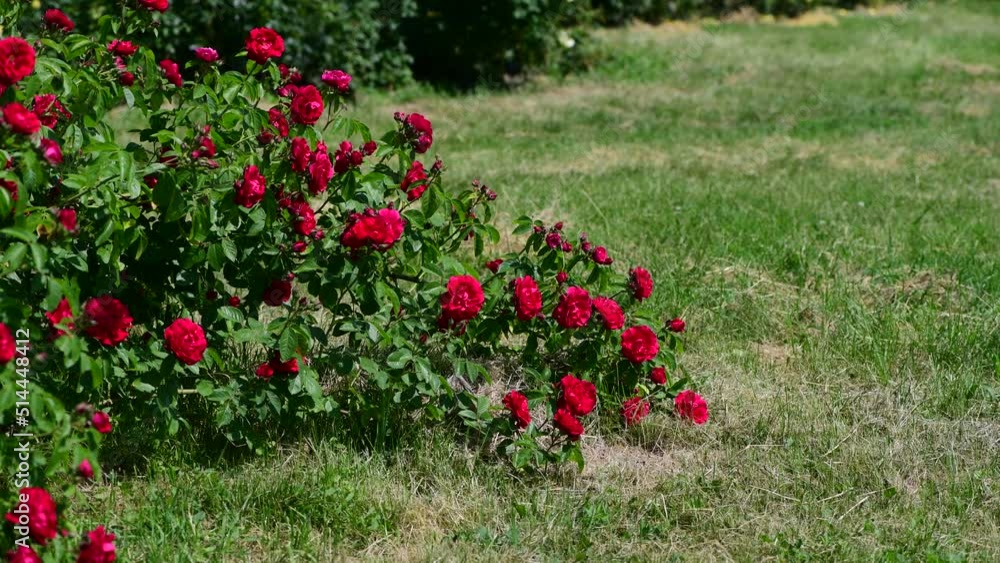 Nice big rose flowers with bokeh nature flora gardening macro 4k video, summer blooming and relax Nice big rose flowers with bokeh nature flora gardening macro 4k video, summer blooming and relax