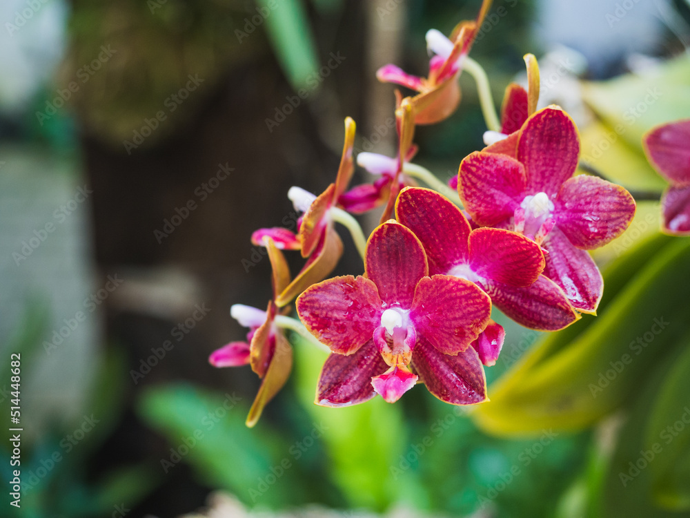 Obraz premium Pink orchids with copy space in botanic garden