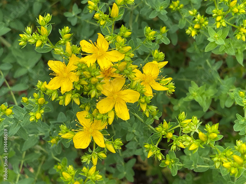 St. John's wort, Hypericum perforatum