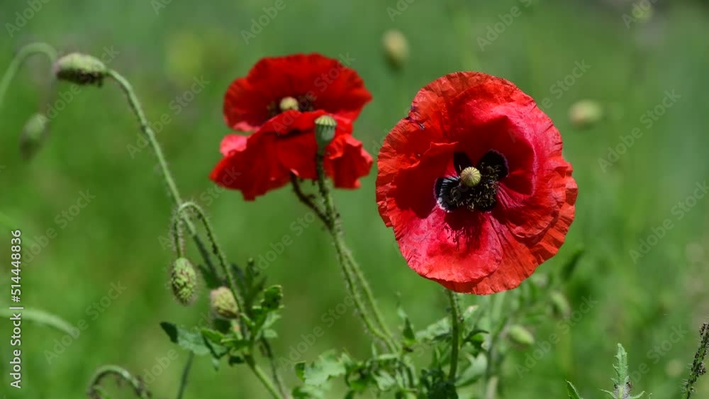 Red poppy flower on dark green background summer time 4k video Red poppy flower on dark green background summer time 4k video