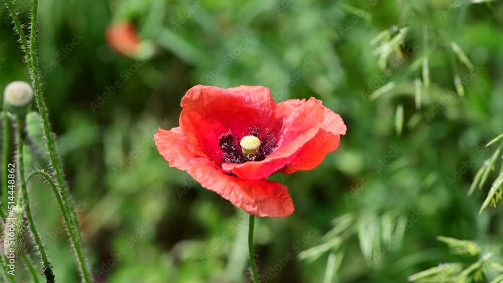 Red poppy flower on dark green background summer time 4k video Red poppy flower on dark green background summer time 4k video