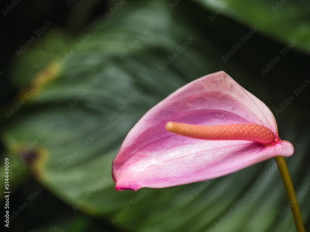 Obraz premium Anthurium scherzerianum, commonly called the flamingo flower or pigtail plant, is a species of Anthurium (family Araceae) native to Costa Rica.