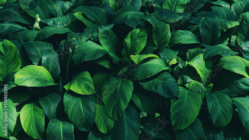 Obraz na płótnie Full Frame Of Green Leaves Pattern Background, Nature Lush Foliage Leaf Texture