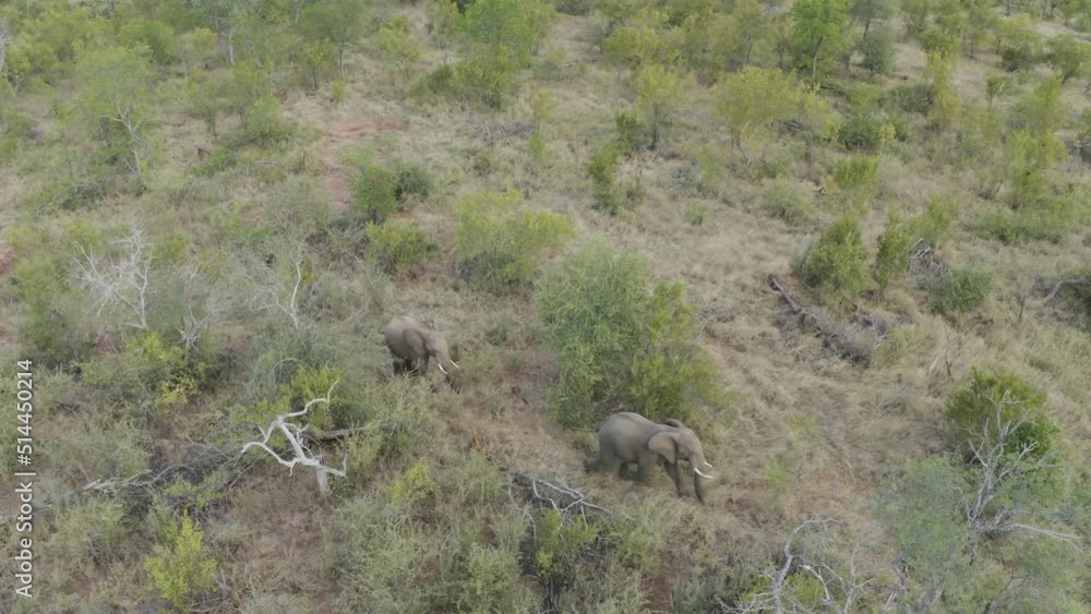 Aerial View of Elephants walk in the savana, Balule Nature Reserve, Maruleng NU. Aerial View of Elephants walk in the savana, Balule Nature Reserve, Maruleng NU.