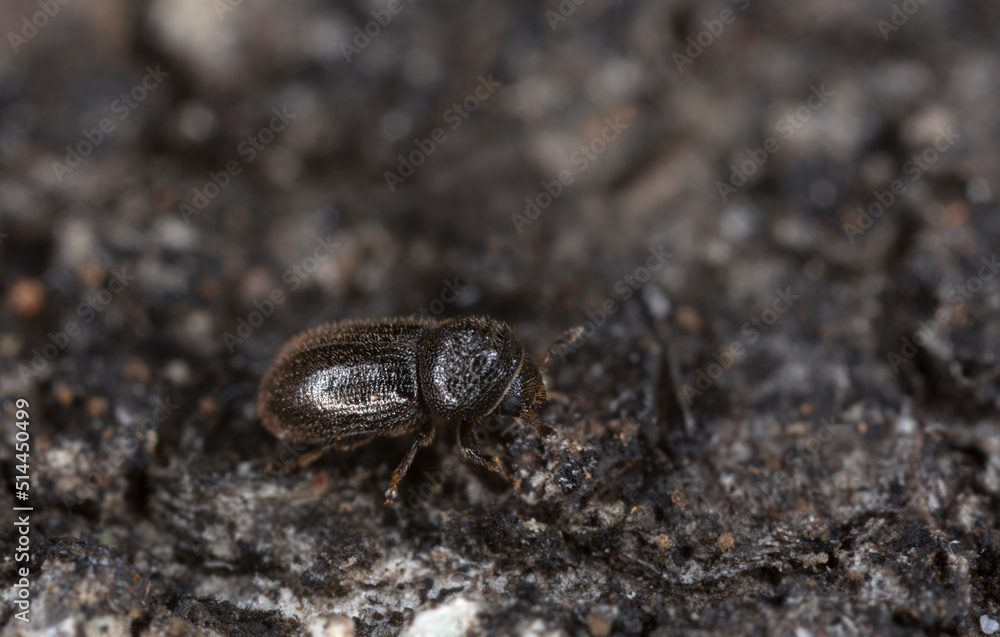Bark beetle, Trypophloeus binodulus on aspen wood photographed with high magnification
