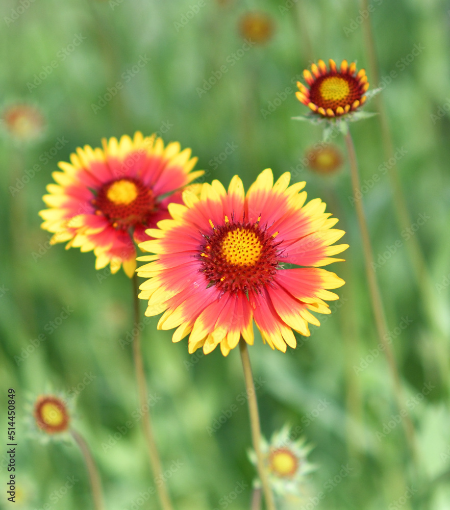 Gaillardia flower (Latin. Gaillardia) in summer garden Gaillardia flower (Latin. Gaillardia) in summer garden